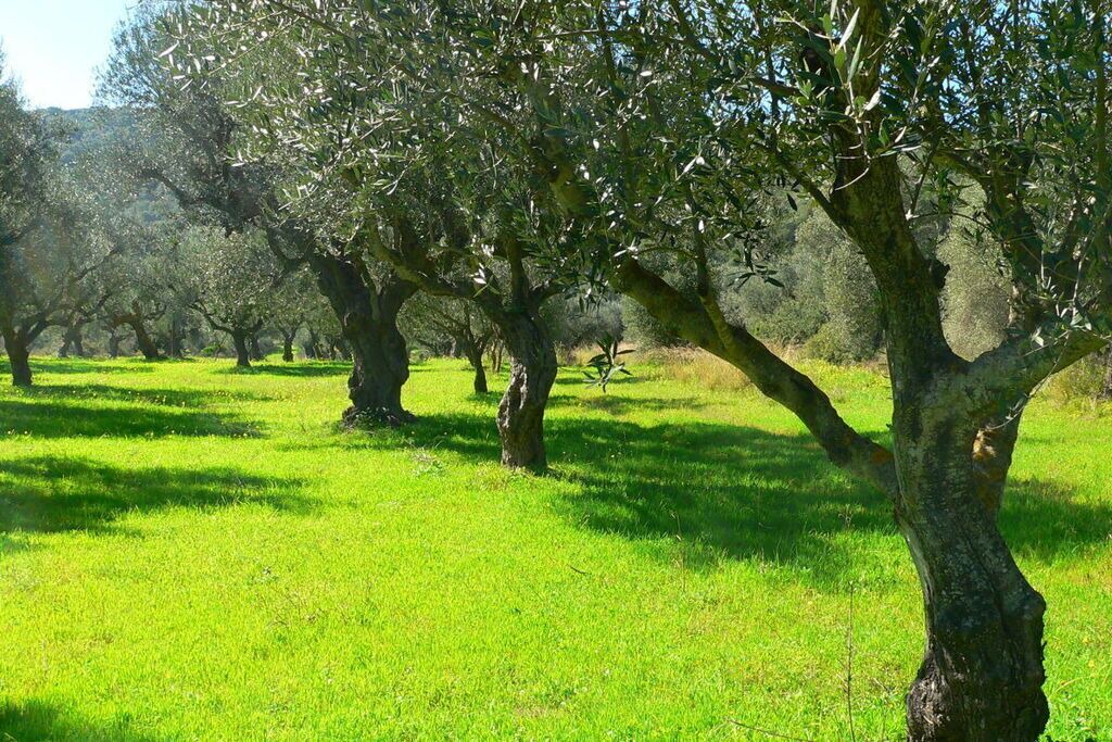 Photo of Outdoor in Messini