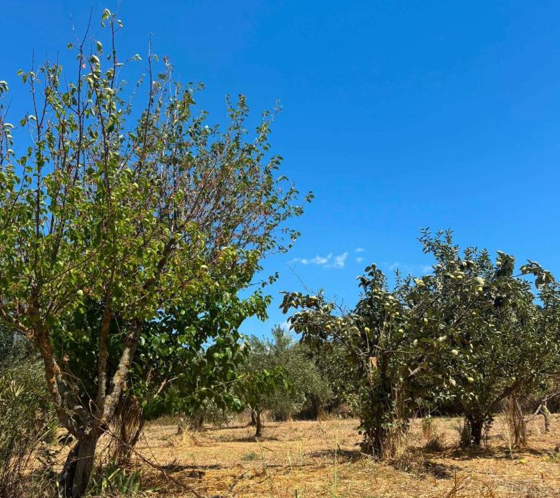Photo of Outdoor in Trifylia