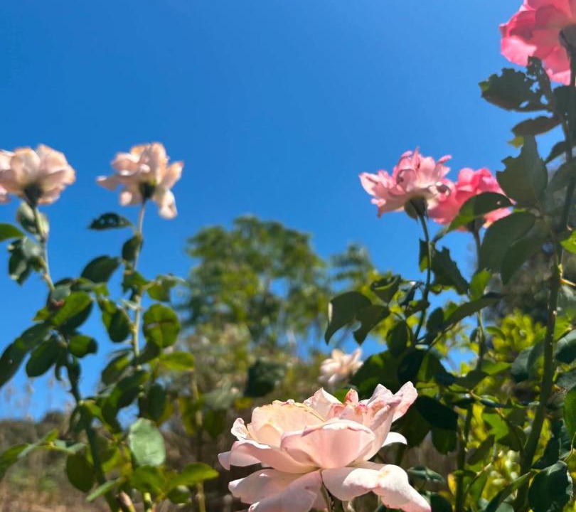 Photo of Outdoor in Trifylia