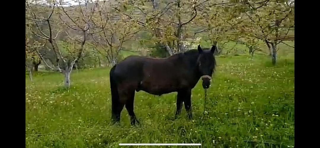 Photo of Others in Diber