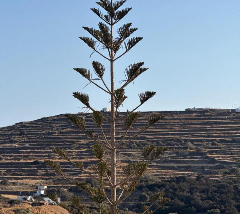 Photo of Others in Sifnos