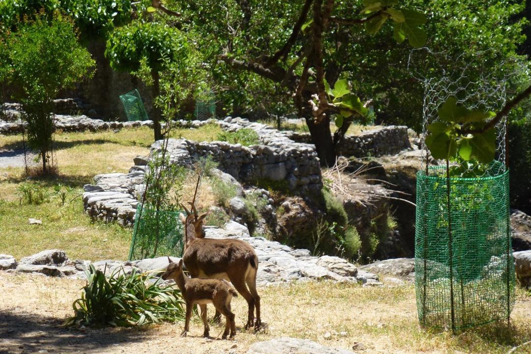 Photo of Others in Agia Roumeli