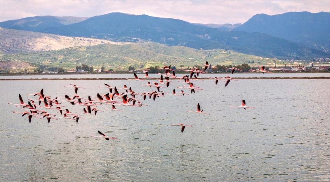 Photo of Others in Mesolongi