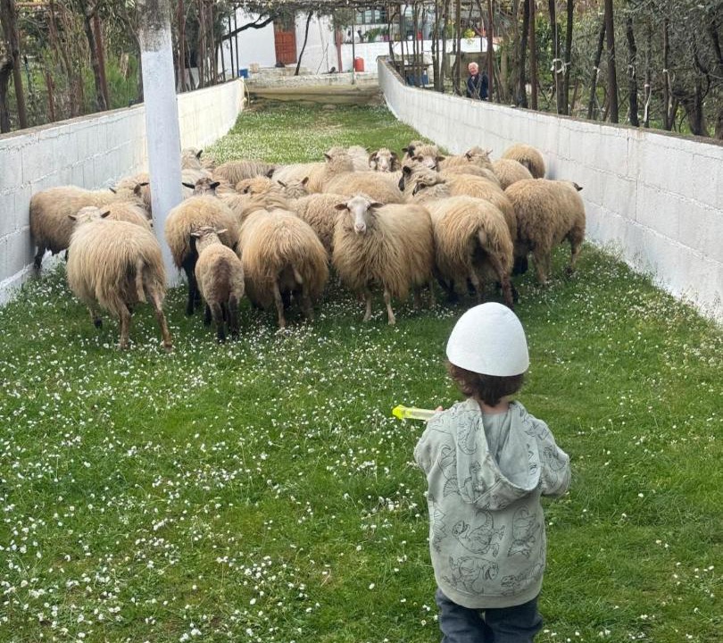 Photo of Others in Orikum