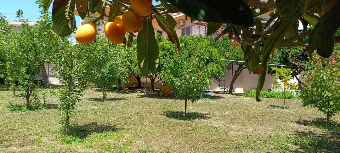 Photo of Others in Amarinthos