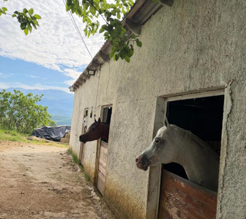 Photo of Others in Sakës