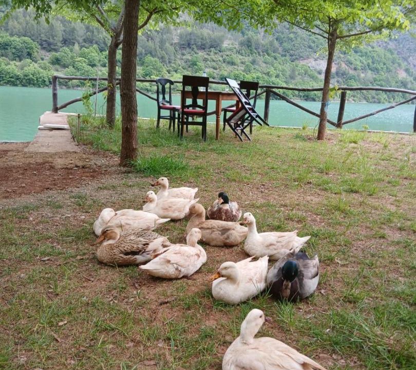 Photo of Others in Sakës