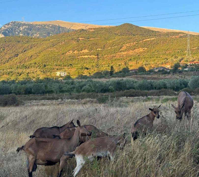 Photo of Others in Sinje