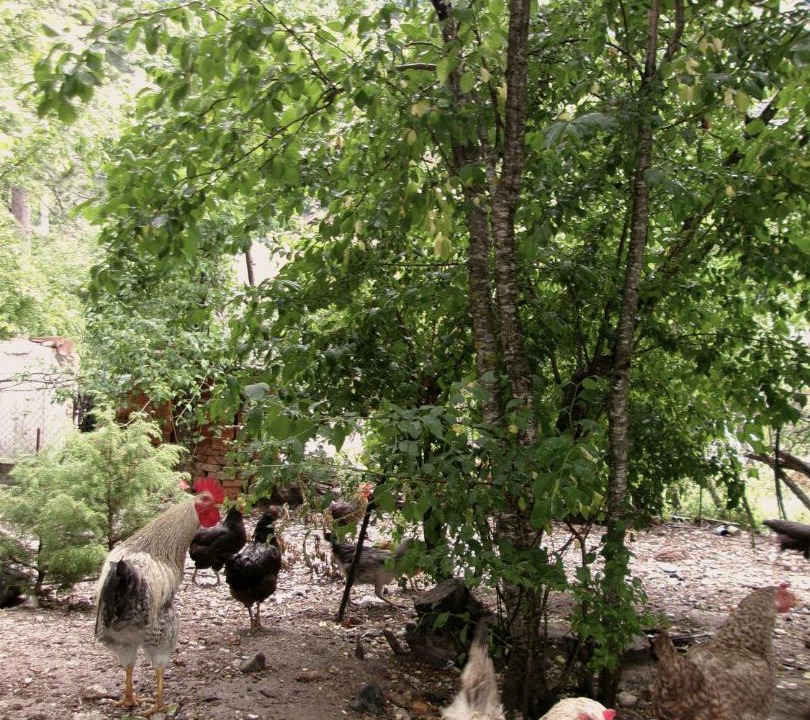 Photo of Others in Theth