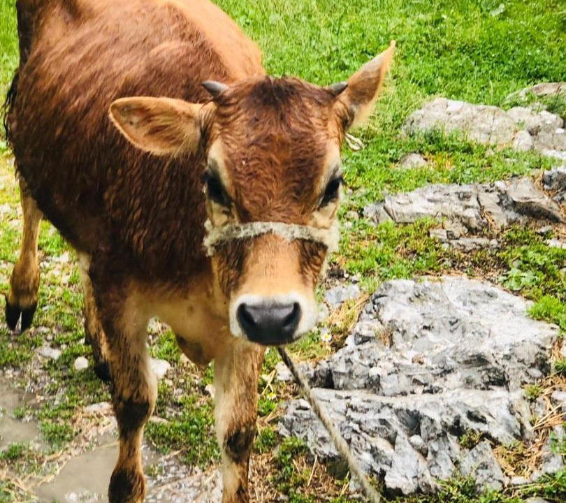 Photo of Others in Kukes County
