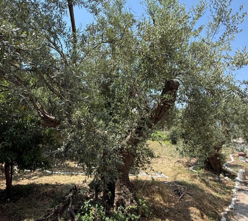 Photo of Others in Dhermi