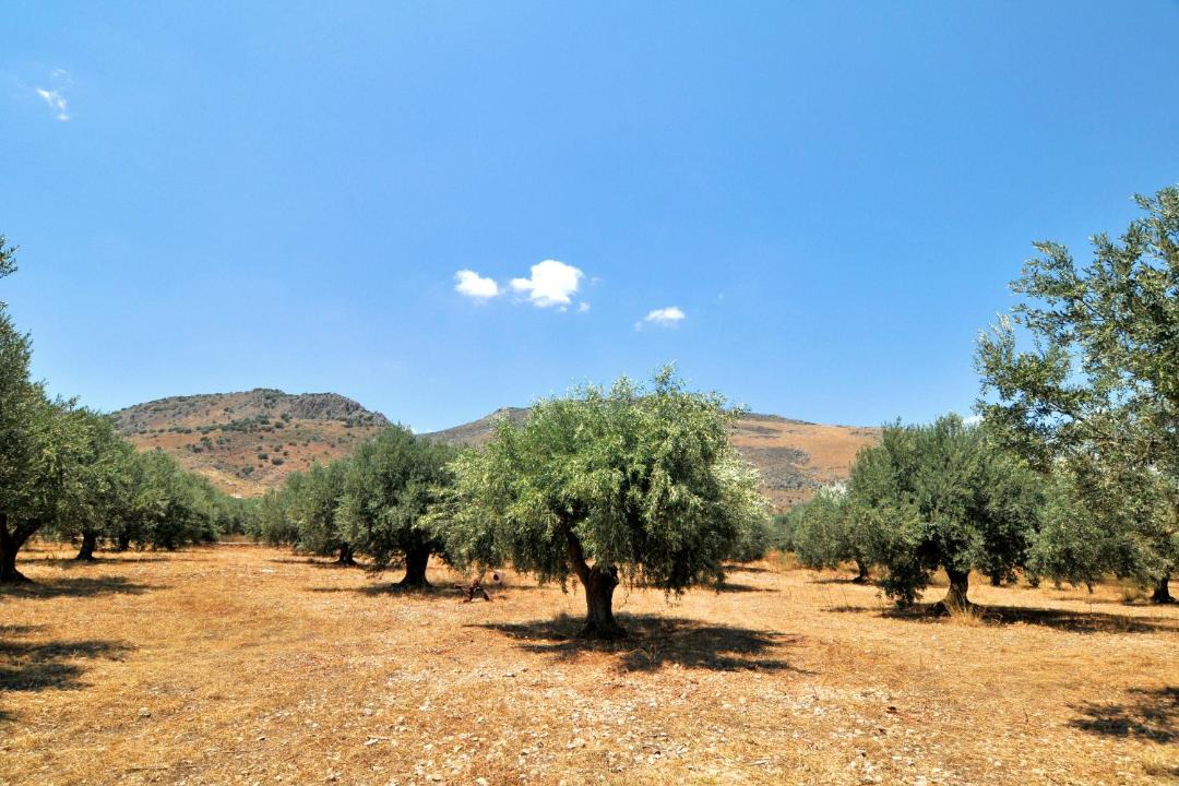 Photo of Others in Galaxidi