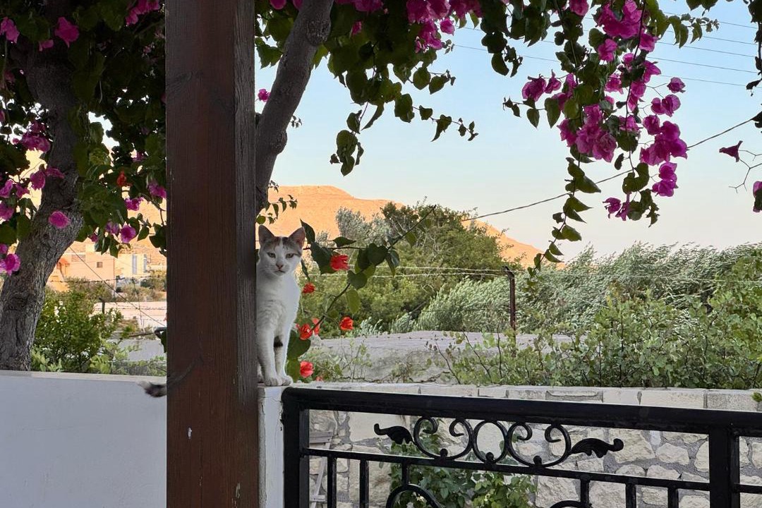 Photo of Others in Makry Gialos