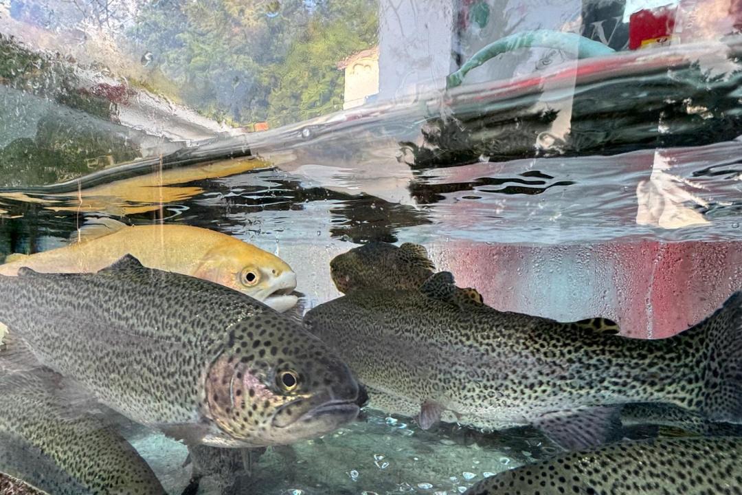 Photo of Others in Bogove