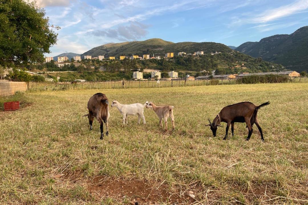 Photo of Others in Fushebardhe
