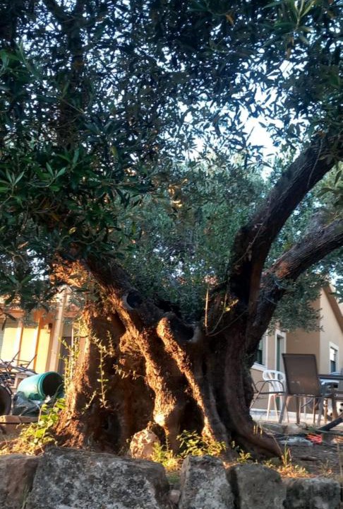 Photo of Outdoor in Sarlata