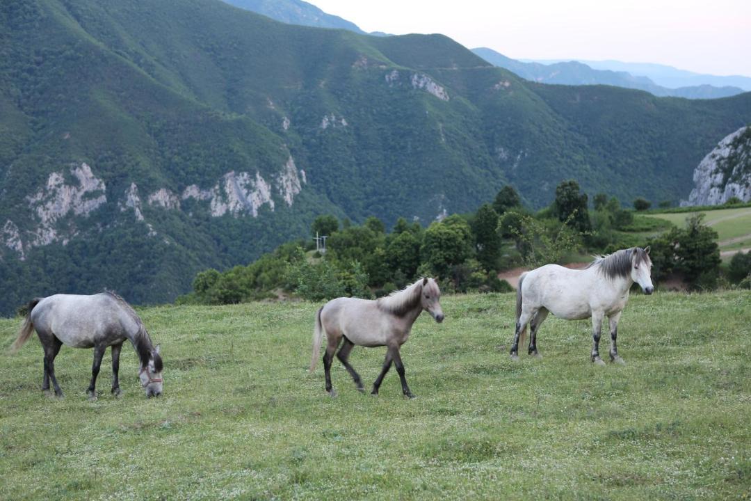 Photo of Others in Kukes County