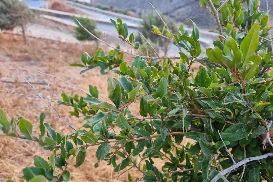 Photo of Outdoor in Syros