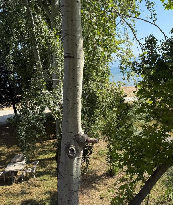 Photo of Others in Pogradec