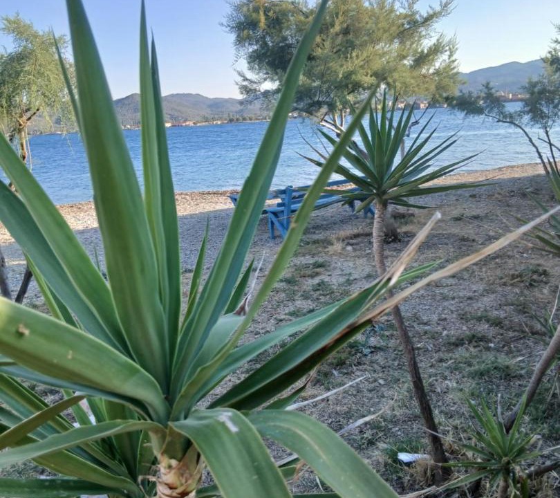 Photo of Others in Mytilene
