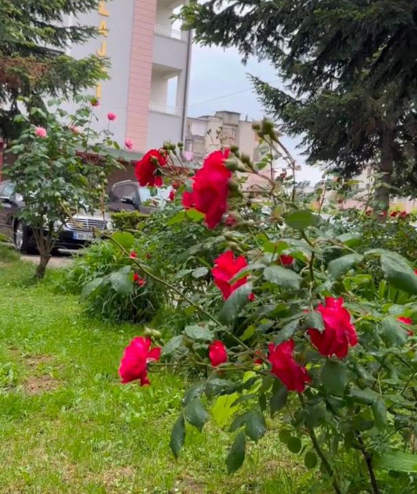 Photo of Others in Peshkopi
