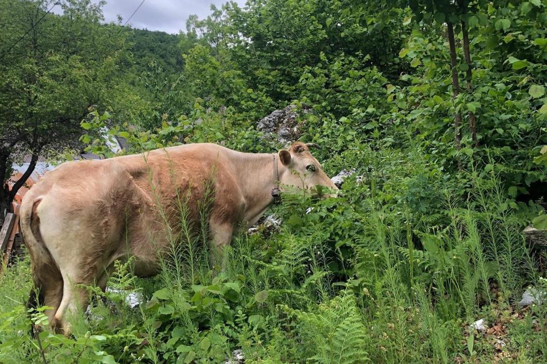 Photo of Others in Kukes County