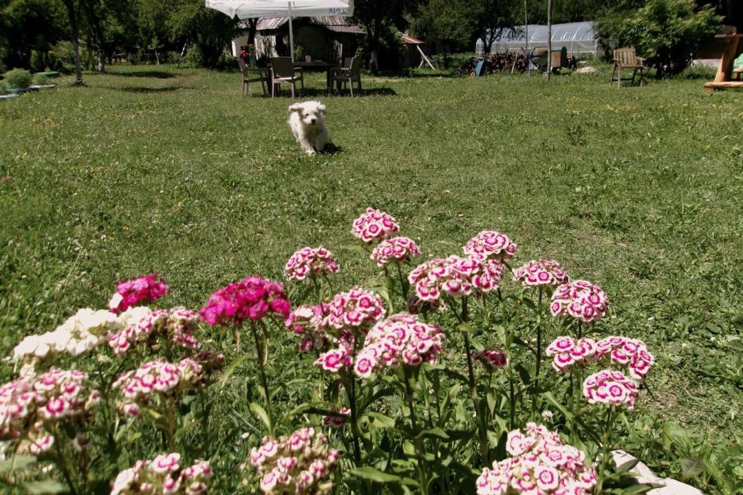 Photo of Others in Theth