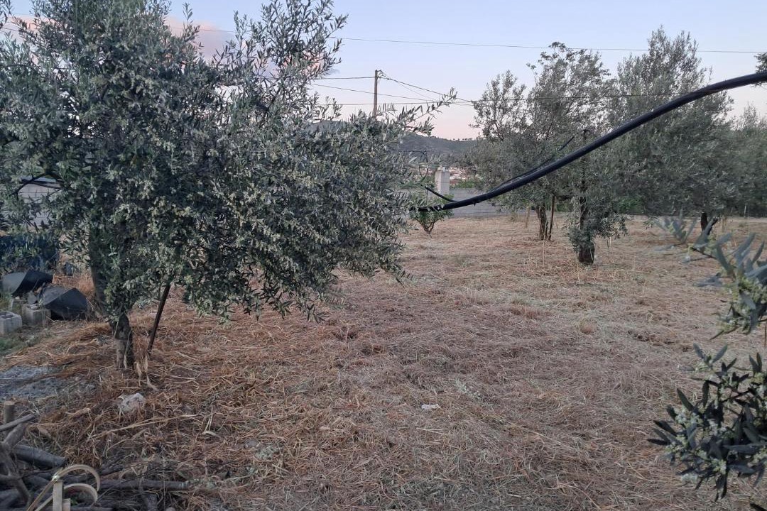 Photo of Outdoor in Athikia