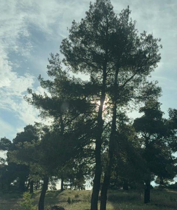 Photo of Others in Tanagra