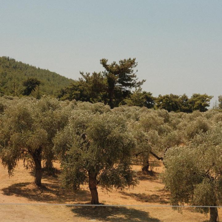 Photo of Others in Skala Rachoniou