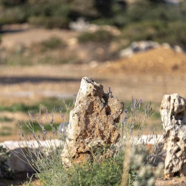 Photo of Others in Atsipópoulon