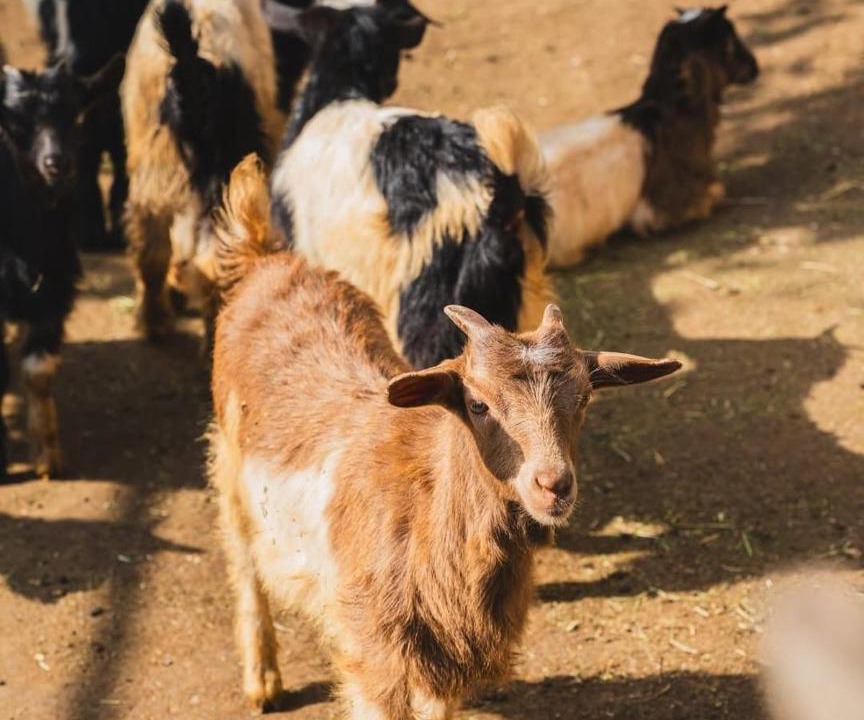 Photo of Others in Sakës