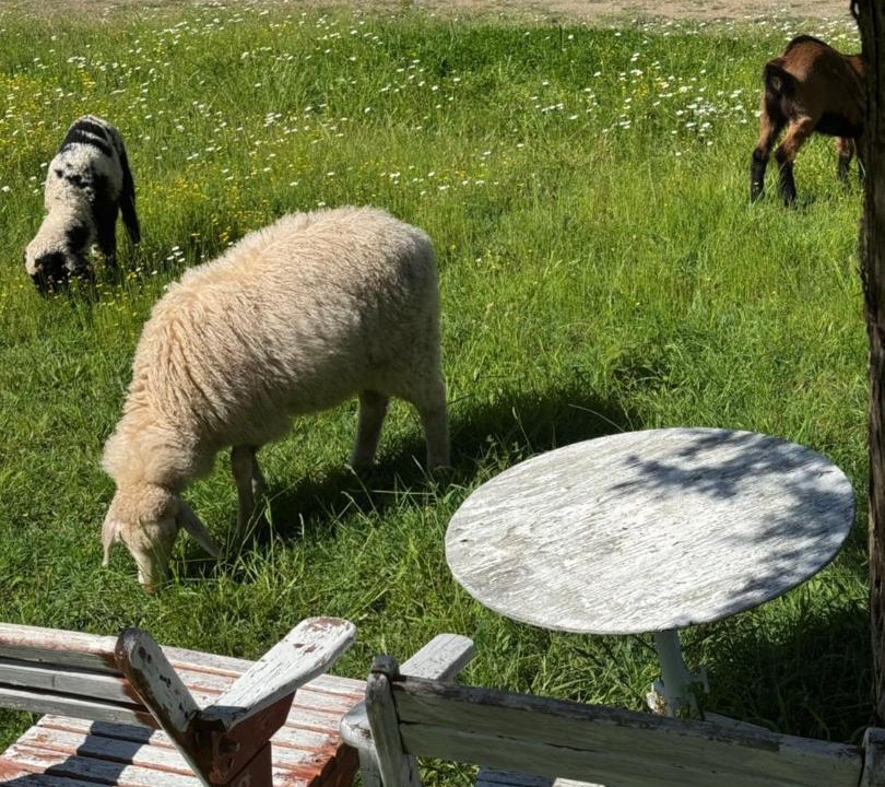 Photo of Others in Sakës