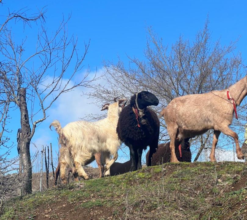 Photo of Others in Sakës