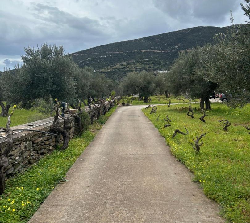 Photo of Others in Platis Gialos