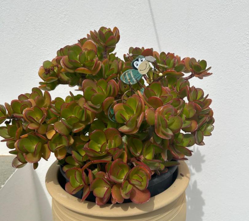 Photo of Others in Platis Gialos