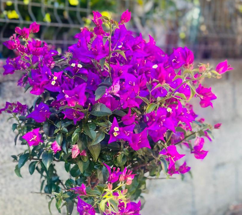 Photo of Outdoor in Durres