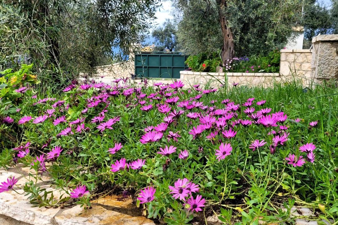Photo of Others in Peroulion