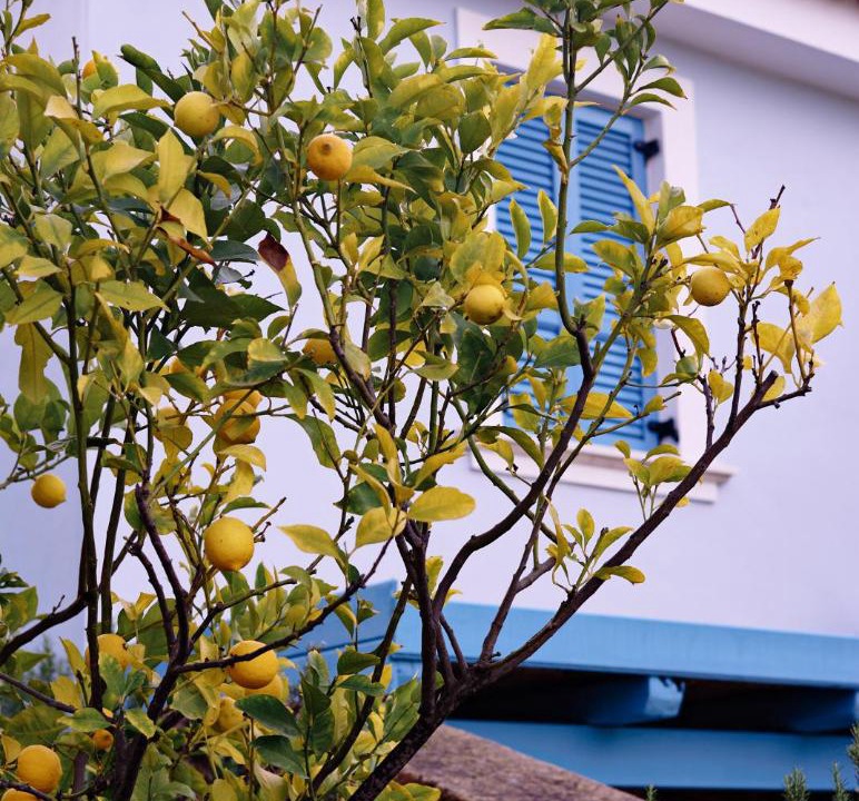 Photo of Others in Agios Emilianos