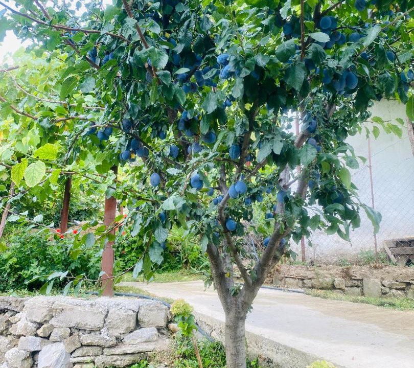 Photo of Outdoor in Koman