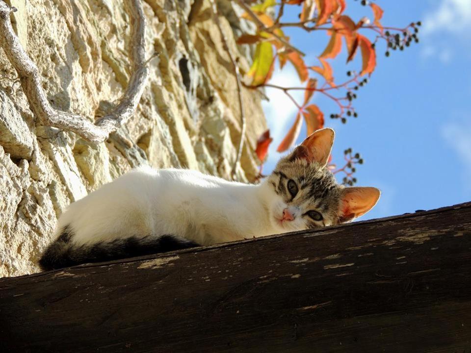 Photo of Others in Ydrousa