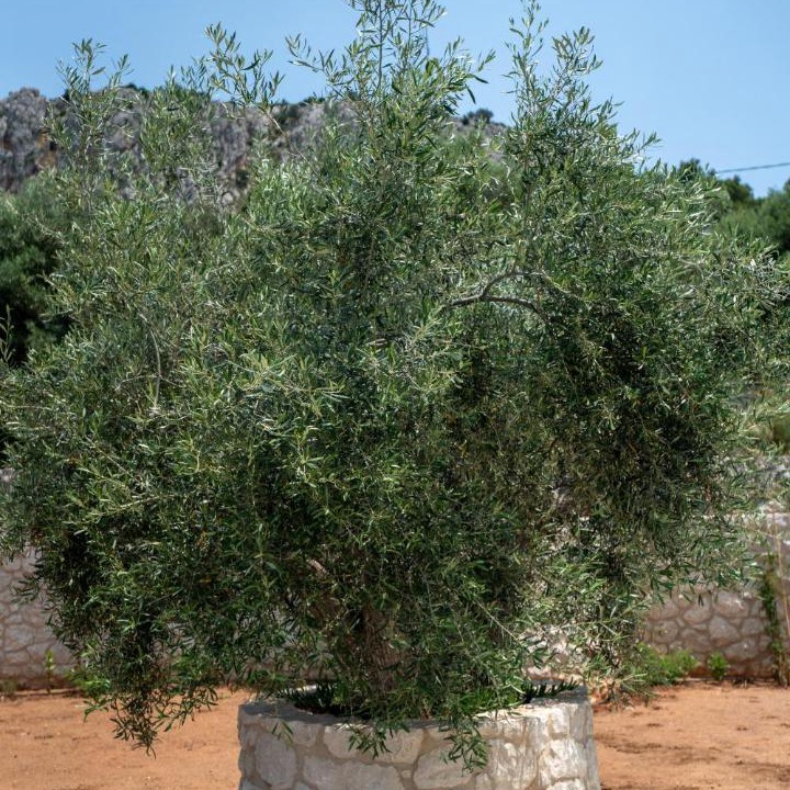 Photo of Others in Nafplion City Centre