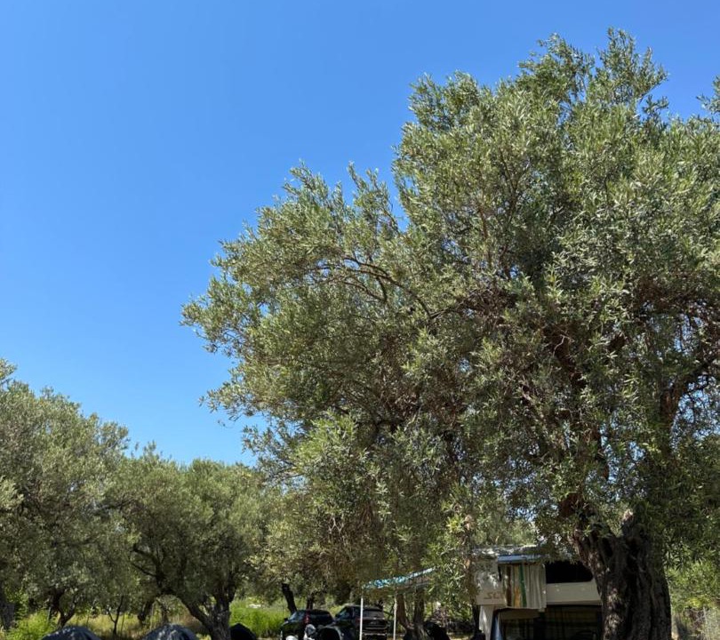 Photo of Others in Qeparo