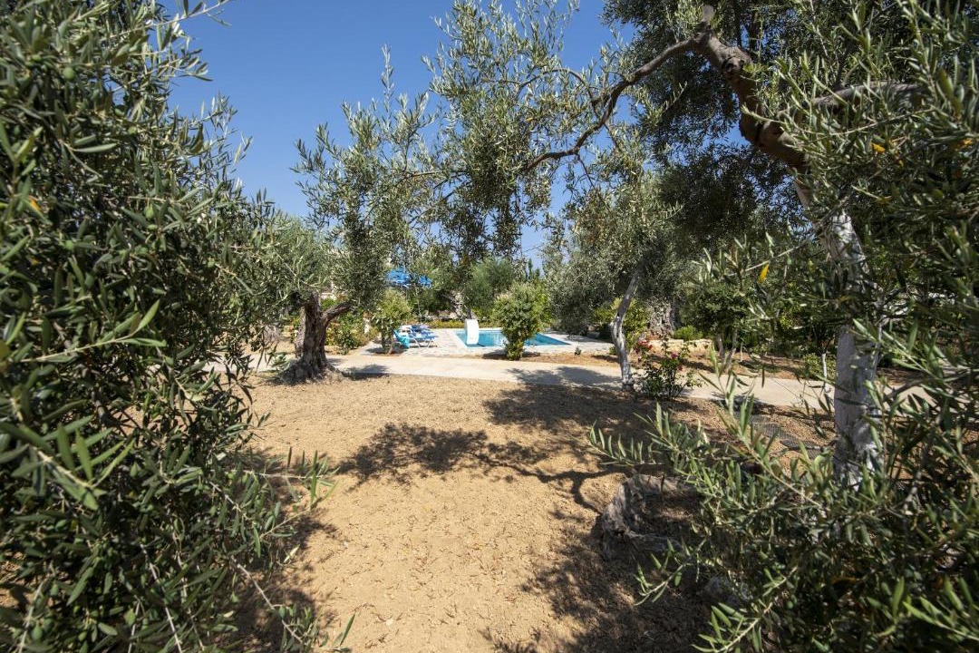 Photo of Others in Asteri