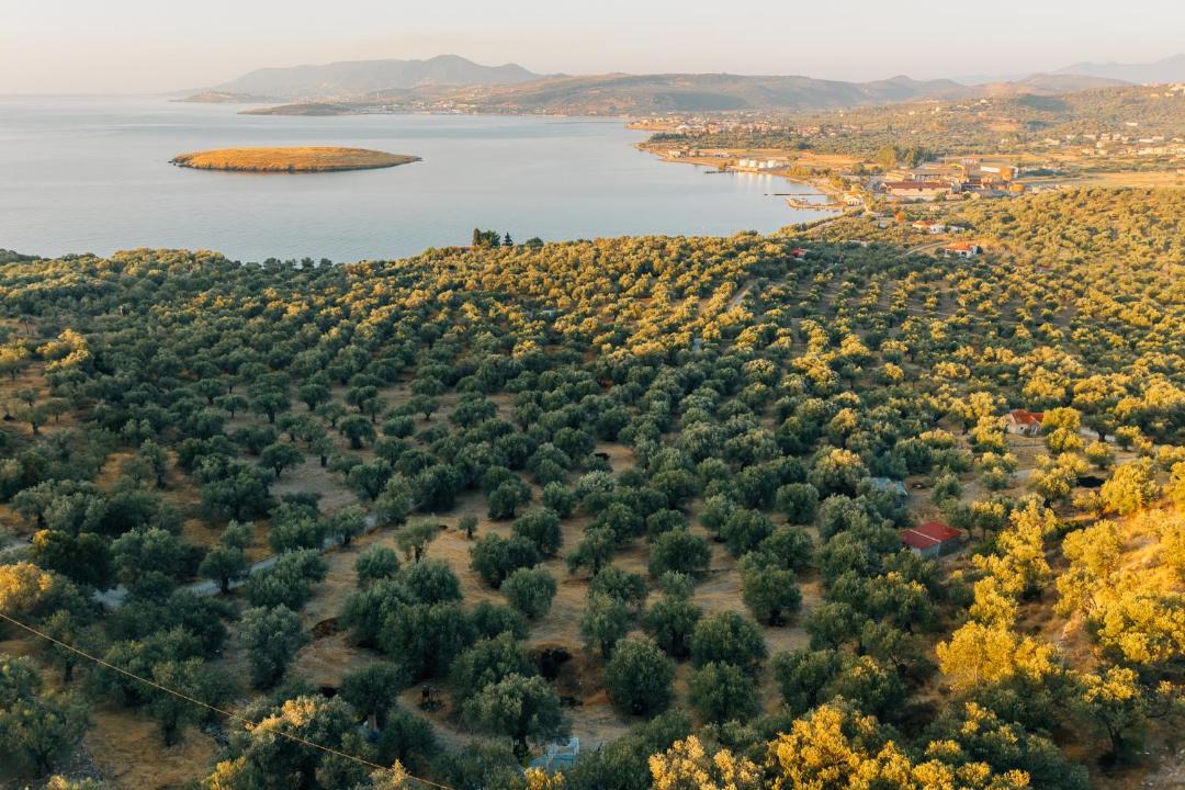 Photo of Others in Mytilene