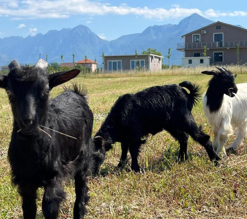 Photo of Others in Shkoder County