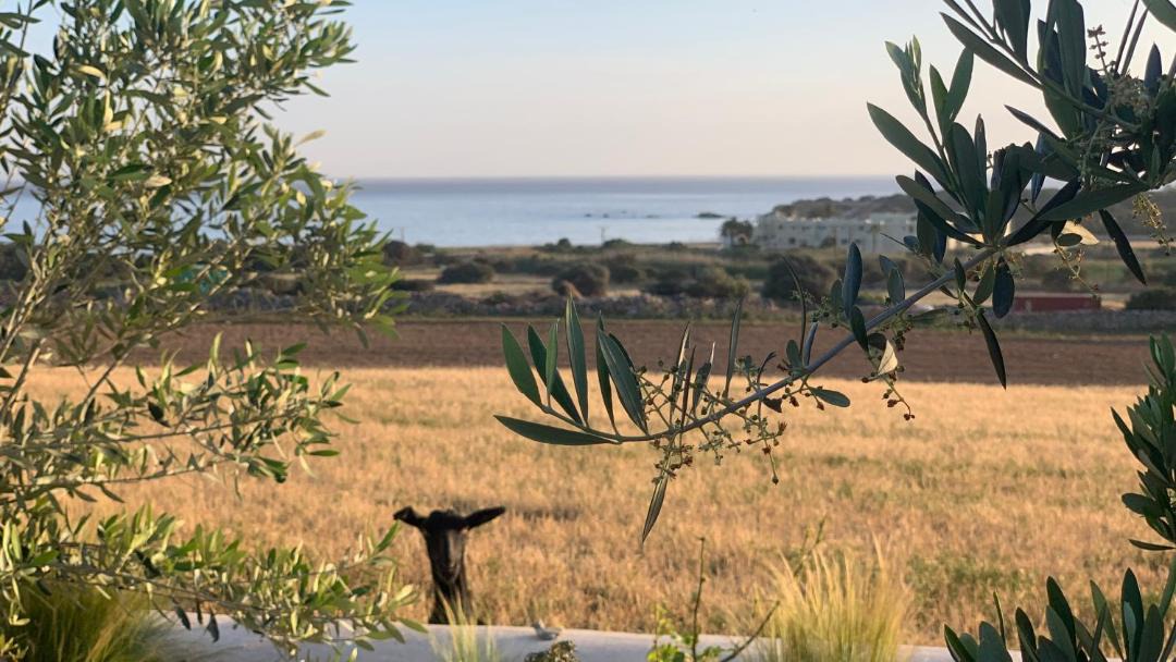 Photo of Others in Naxos