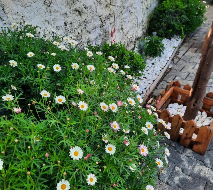 Photo of Others in Tirana