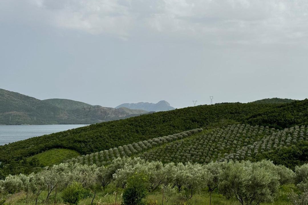 Photo of Others in Sakës