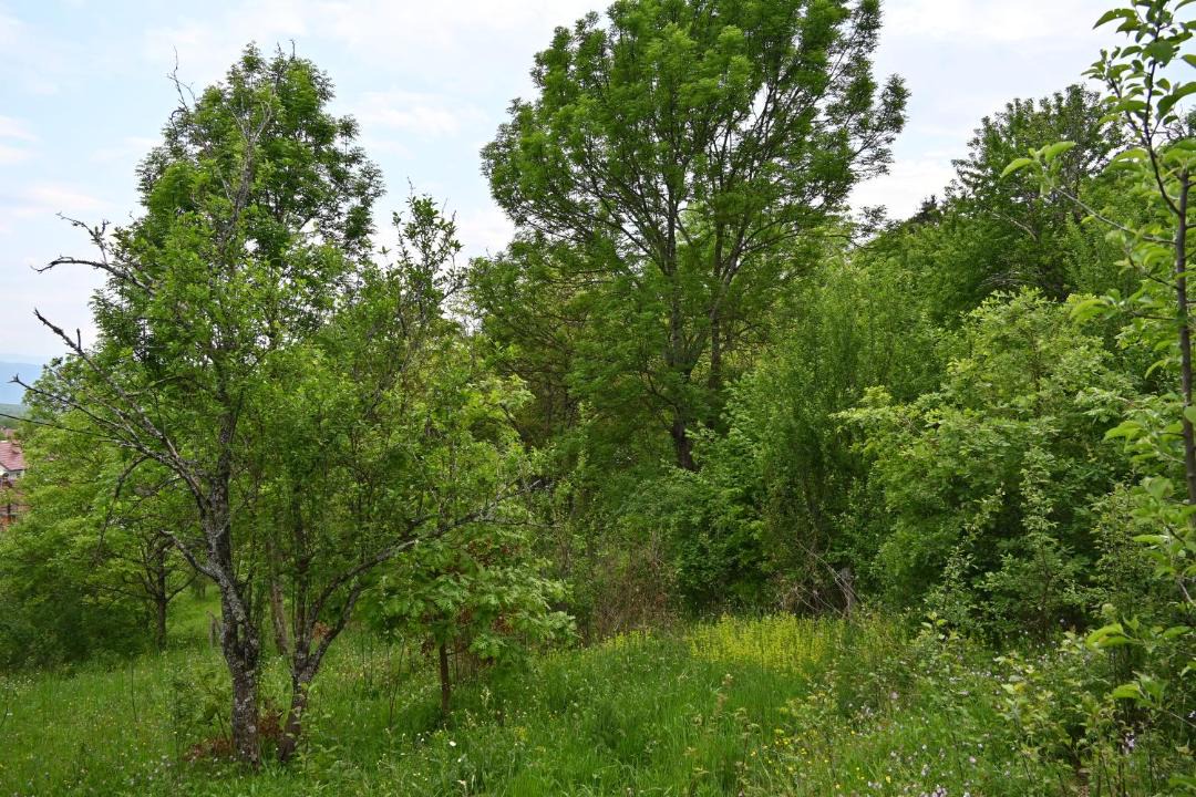 Photo of Outdoor in Prevalla
